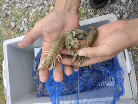釣り餌カメジャコ販売してます - 冷凍カメジャコ販売してます！