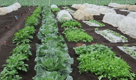 農業体験区画で育っている野菜の様子
