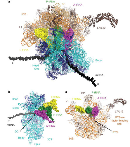 Structure des ribosomes