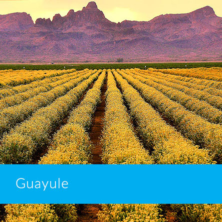 Champs de guayule en Arizona