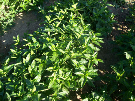 La renouée (Polygonum tinctorium Lour.)