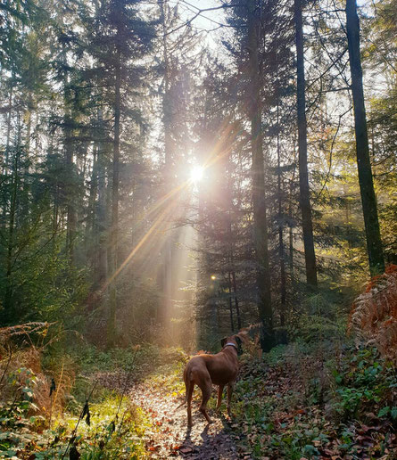 Waldspaziergang, Sonnenschein