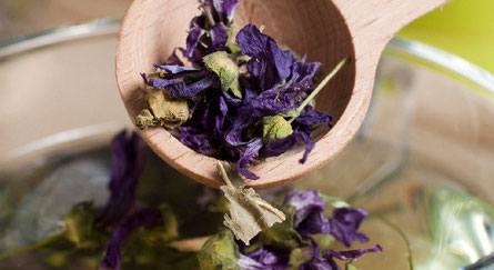 La violette, un bouquet de douceur - Ecole des Herbes, herboristerie  pratique