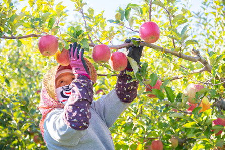 （写真）りんごの木と母