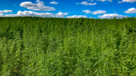 42 Hektar völlig legaler Cannabis in der Uckermark
