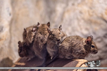 Degugruppe sitzt auf Ast, Geguhaltung, Degukäfig, Welcher Degukäfig, Degu Gehege, Degukäfig kaufen, Degu Kaufen, Degu artgerecht, Degu tiergerecht, Nagetiere, Tierschutz, Ben Nager