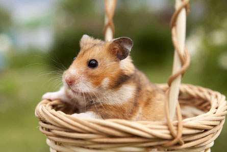 Sind Hamster wirklich Heimtiere, Goldhamster kaufen, Hamster Pflegetipps, Nagetiere Heimtierhaltung, Wie pflege ich einen Hamster, Nagetier, Tierschutz, Ben Nager, www.bennagerbooks.com