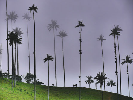 Valle de Cocora