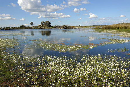 flacher See mit Wasserhahnenfuß in der Extremadura