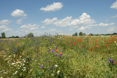 (Foto: Dr. Eberhard Pfeuffer)
