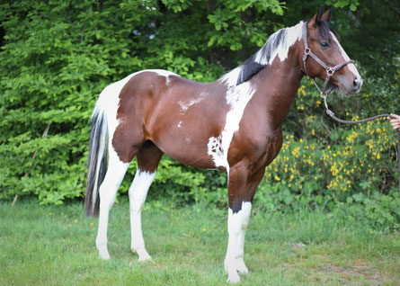 Rock Star 2 ans