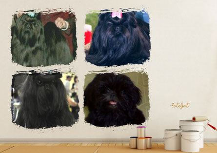 los shih tzu cambian de color