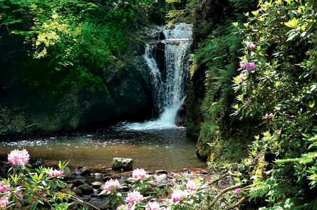 Teilansicht der Geroldauer Wasserfälle bei Baden-Baden, erleben Sie im Frühjahr die Rhododendren-Blüte entlang der Wasserfälle  