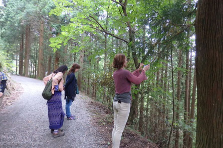 玉置神社 参道へ向かう道 生物多様性を感じながら