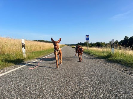 Junghundekurs, Hundetraining, Hundeschule, Butzbach, World of Dogs