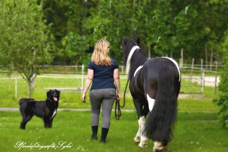 Frau geht mit Pferd und Hund über eine Wiese Wiebke Heye