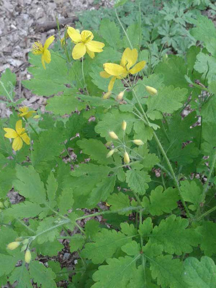 Grande Chelidoine De Website Van Villagelaforet