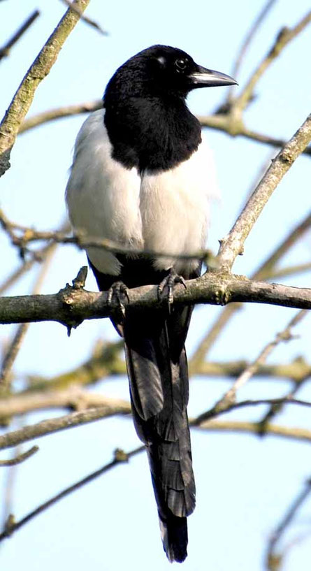 Pie Bavarde De Website Van Villagelaforet