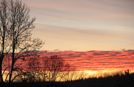 Naturabilis - Wald in der Abenddämmerung