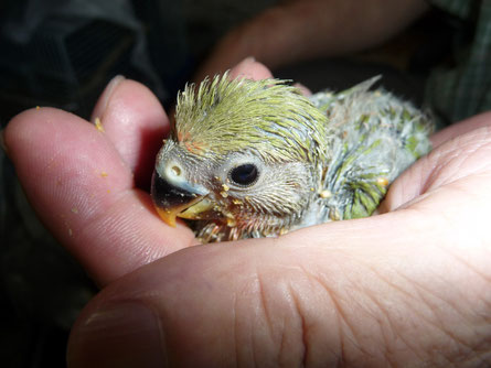 手乗りコザクラインコヒナが仲間入りしました