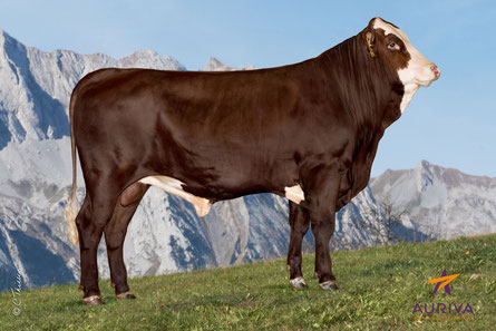 PIOUPIOU FR 7402815450 - photo AURIVA