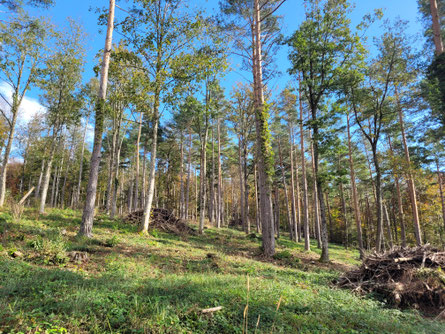 Lichter Wald Grod in Himmelried                                   Foto: Josef Borer