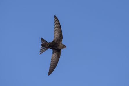 Mauersegler im Fkug      ---       Foto Martin Gerber, BirdLife Schweiz