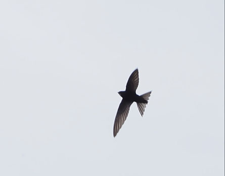 Mauersegler in rasantem Flug ......................................Foto: P. Richterich