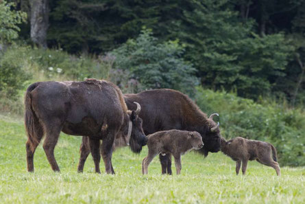 Wisent Gruppe im Thal:  xxx                 Quelle: Wisent Post No. 10, 28. Juli 2023