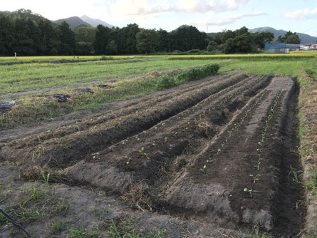 河谷久保・下段の畑は「はなっこりー」でほぼ埋まりました。