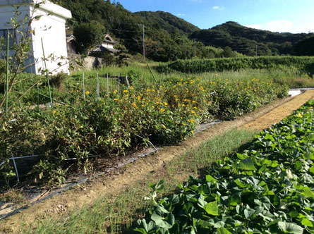 南あわじ圃場