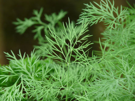 Dill Küchenkraut