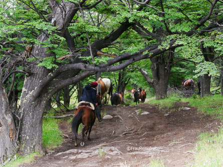 Gauchos auf Pferden in einem Wald in Patagonien