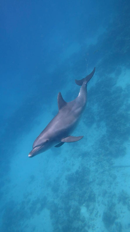 Noch immer schleppt Latif das Tau hinter sich her. (Foto: Joseph Hanna, Delfinschwimmen Hurghada)