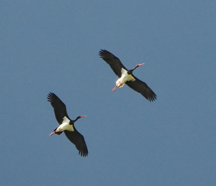 Schwarzstörche  (Foto: Richard Roberts)