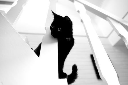 Foto. Eine schwarze Katze schaut durch das Geländer einer weißen Holztreppe nach unten. 