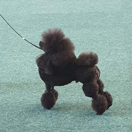 Neuigkeiten Von Der Schokoladen Bande Lovedchocolates Poodle