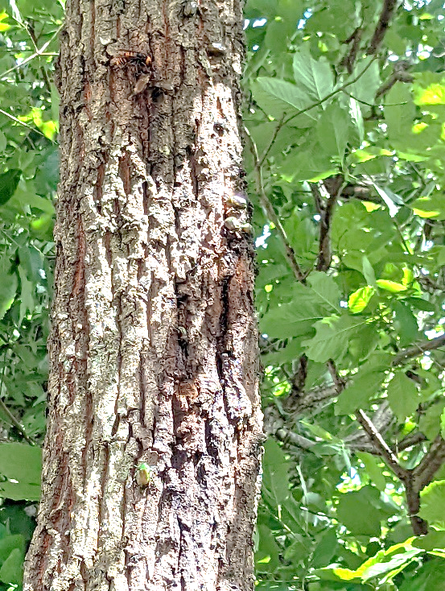 ２０２２年６月に成瀬尾根で見かけた昆虫のちょっとしたお祭り。クヌギの木にススメバチとカナブン多数。