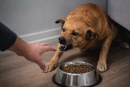 cane possessivo su cibo ciotola e giochi