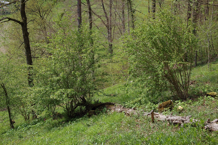 Die Stapflenreben,  Naturschutzgebiet von Ettingen  im April     Foto: Michael Zemp