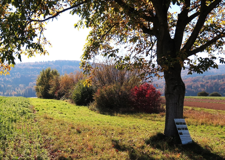 Hecke ob den Reben         Foto Peter Brodmann-Gross