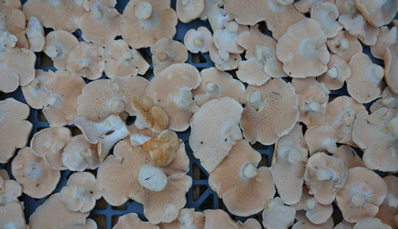 Semmelstoppel Pilz der Algarve,Portugal,Serra de Monchique,Süd Europa,Iberische Halbinsel