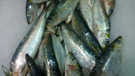 Sardinen,Fisch,Peixe,Fish,Martins-Kulinarium,Carvoeiro,Algarve,Portugal
