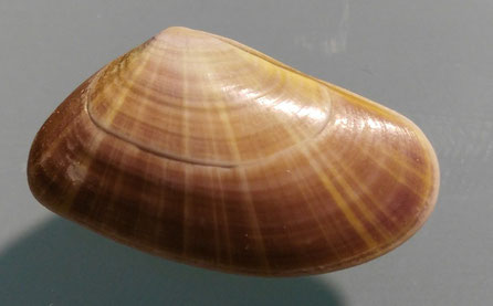 Donax trunculus, Santa Severa