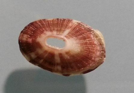 Fissurella nubecula, Santa Severa. Esemplare danneggiato