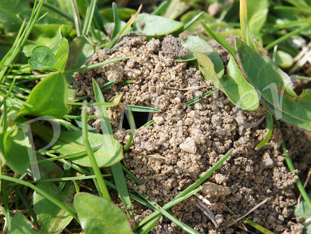 Bild: "Erdhügel" im Rasen, Nistplatz der Grauen Sandbiene, Andrena cineraria
