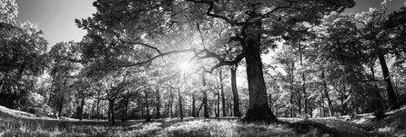 Guérison d'un Glaucome - voir mieux la nature -  article association l'art de voir méthode bates en france