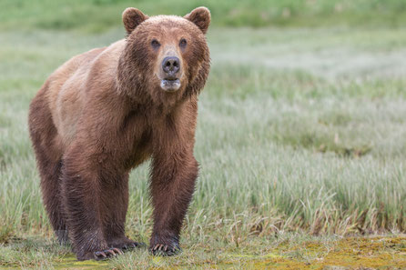 This Grizzly is "studying" me
