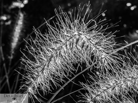 Makrofotografie einer Gras-Pflanze in Schwarz Weiß - Detailblick Fotografie