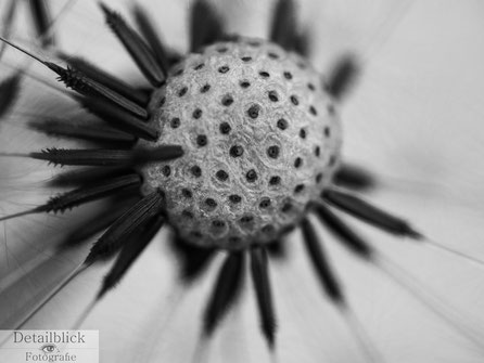 Makrofotografie einer Pusteblume - Detailblick Fotografie